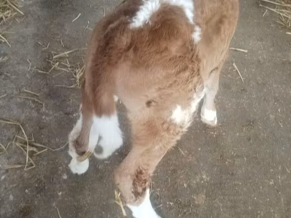 Býk, Simmental cattle