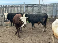 Toro, Mucca kazaka a testa bianca — foto 1