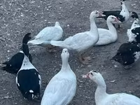 Ducks — foto 2