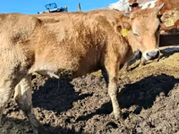 ላም, Jersey breed — ፎቶ 2