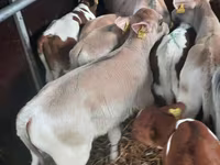 Bulle, Simmental cattle — Foto 2