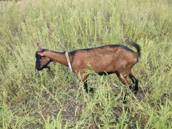 Ged, Alpine goat