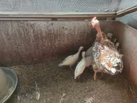 Chickens — fotografija 2