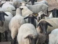 Pecora, Tsigai sheep — foto 2
