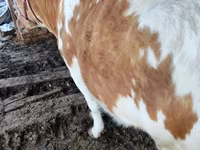 گاو نر, Simmental cattle — عکس 5