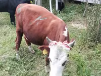 Toro, Bovini — foto 2