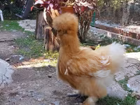 Chickens — sawirka 8