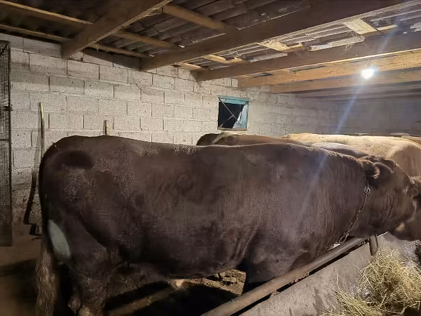 ወንድ በሬ, Cattle
