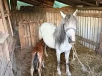 Koń, Konie — zdjęcie 6