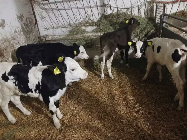Bull, Russian Black pied cattle