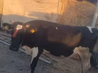 گاو ماده, یخ وحشی — عکس 1