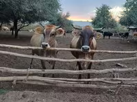 Mucca, Razza Alataus — foto 2