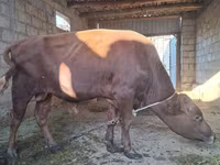 Toro, Bovini — foto 1