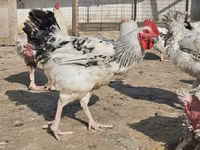 Chickens — fotografija 1