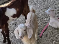 Koza, Nubian Goat — foto 2