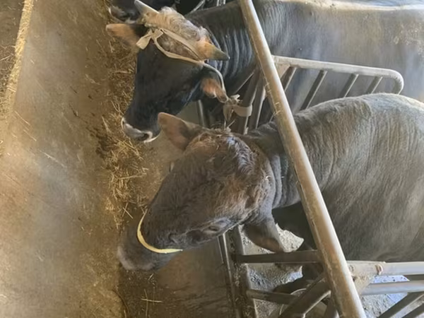 วัวตัวผู้, Swiss cattle