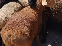 قوچ, گوسفند — عکس 4