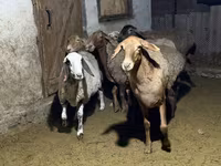 Ovce, Arashan sheep — foto 7