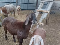 Får, Arashan sheep — foto 1