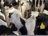 گاو نر, Russian Black pied cattle — عکس 3