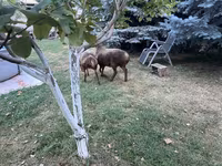 Pecora, Arashan sheep — foto 4