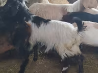Kambing betina, Goats — foto 2