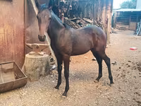 Cavallo, French Trotter — foto 2