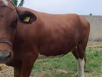 ላም, Simmental cattle — ፎቶ 4