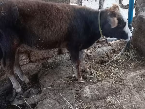 Byk, Bydło