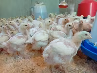 Chickens — 3-rasm