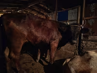วัวตัวเมีย, Swiss cattle — รูปภาพ 1