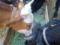 Byk, Russian Black pied cattle — zdjęcie 6