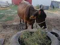 วัวตัวเมีย, Swiss cattle — รูปภาพ 2
