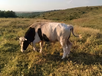Toro, Russian Black pied cattle — foto 1