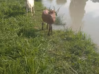 Kambing betina, Kamori goats — foto 6
