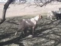 بز نر, بز — عکس 4
