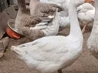 Geese — foto 7