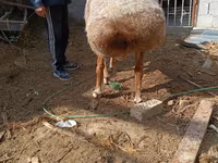 Baran, Hissar sheep — zdjęcie 4