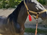 Cavalo, Nonius horse — foto 2