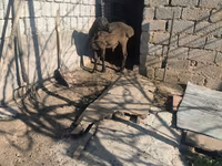 قوچ, گوسفند — عکس 3