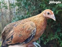 Chickens — الصورة 1