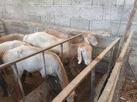 Berbec, Hissar sheep — foto 3