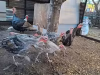 Turkeys — عکس 1