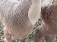 แกะตัวผู้, Arashan sheep — รูปภาพ 6