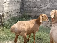 میش, Arashan sheep — عکس 1