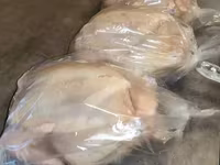 Տնական Բրոլեռ հավեր — фото 2