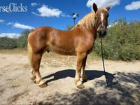 Cavallo, Belgian Draught — foto 2