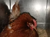 Chickens — foto 8