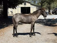 Kobyła, Rocky Mountain Horse — zdjęcie 5