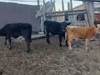 Toro, Bovini — foto 2